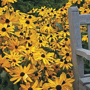 Perennials Tried & True Classics