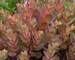 Sedum Thunderhead